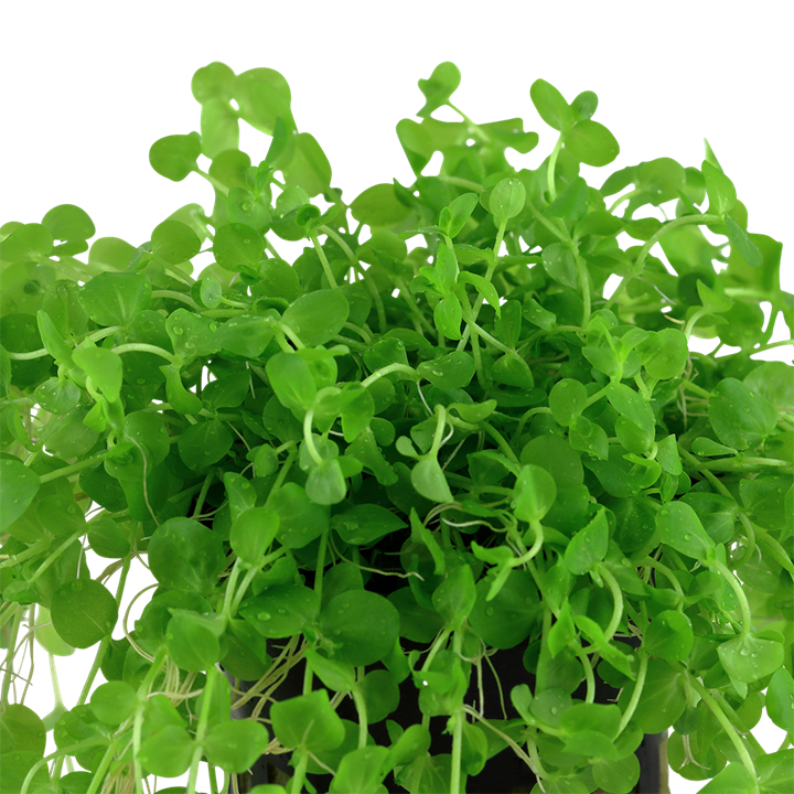 Tropica | Micranthemum umbrosum - Pot