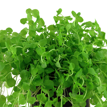 Tropica | Micranthemum umbrosum - Pot