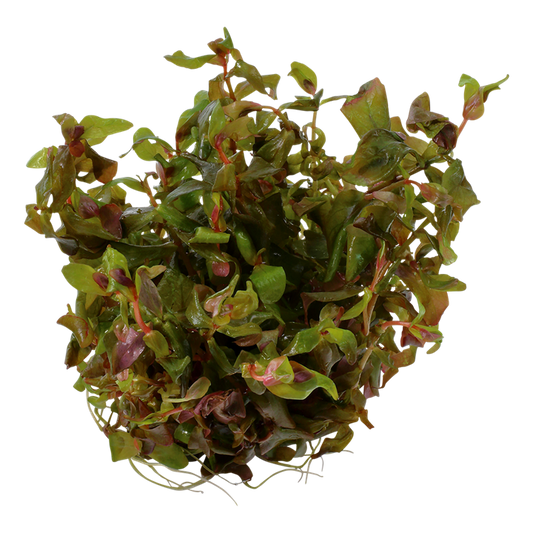 AG | Rotala macrandra - Cup