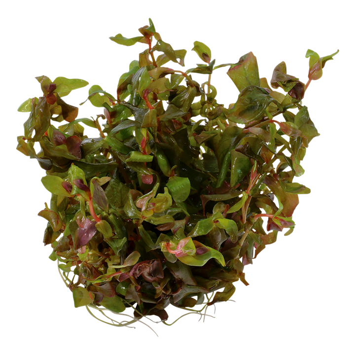 1-2-Grow! Rotala macrandra