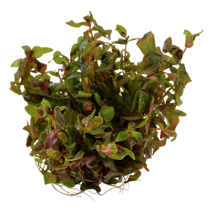 1-2-Grow! Rotala macrandra