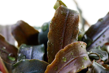 Bucephalandra ‘Kedagang’ - Pot