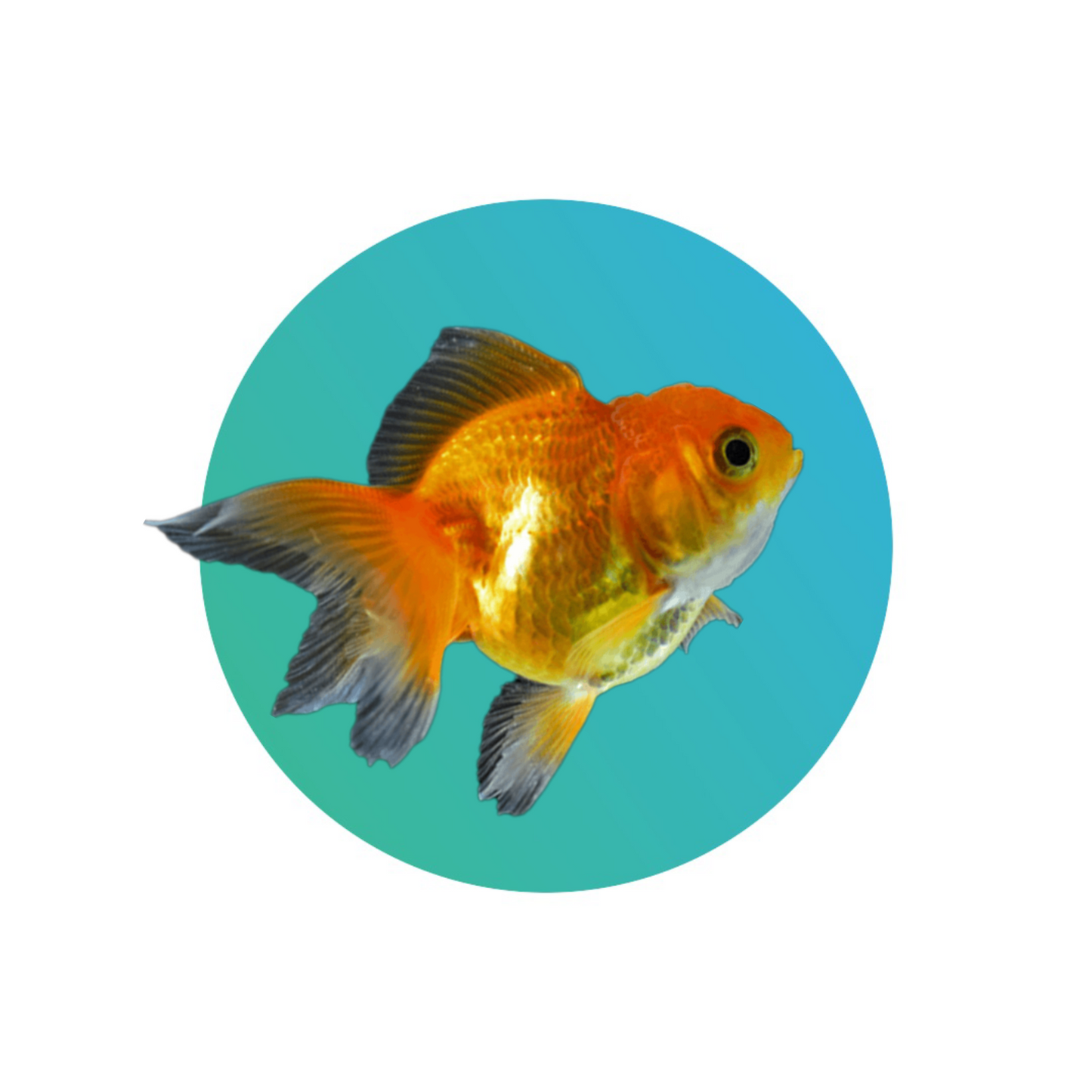Red oranda goldfish