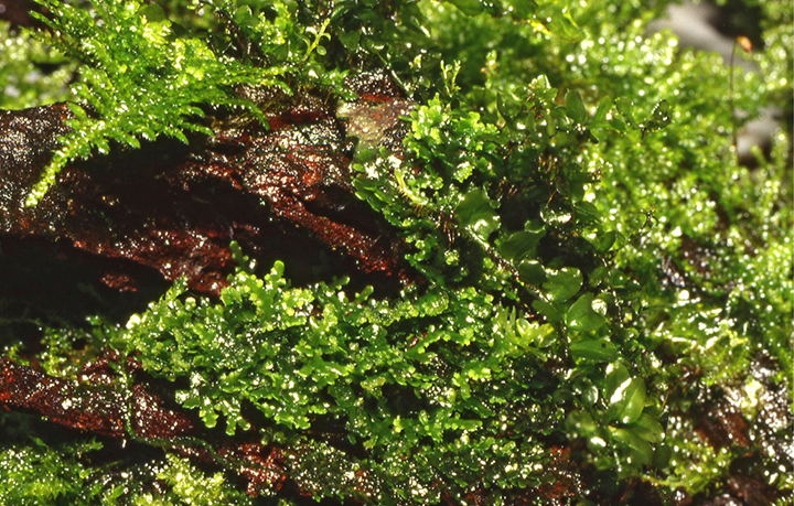 Riccardia chamedryfolia 'Coral Moss'