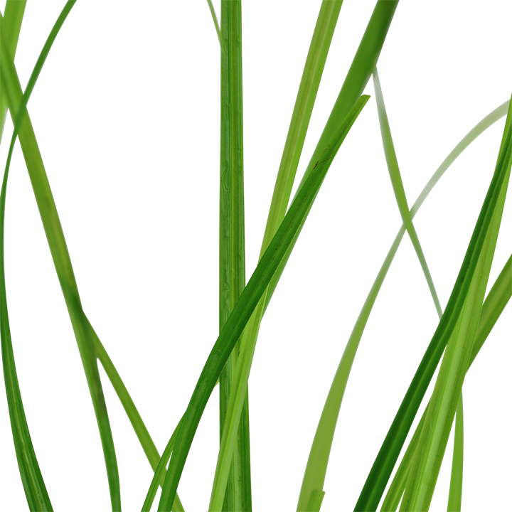 Cyperus helferi