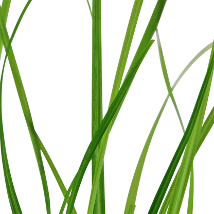 Cyperus helferi