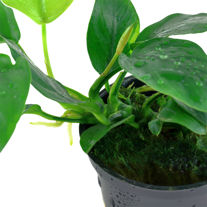 Anubias barteri var. nana - Pot