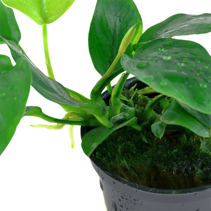 Anubias barteri var. nana - Pot