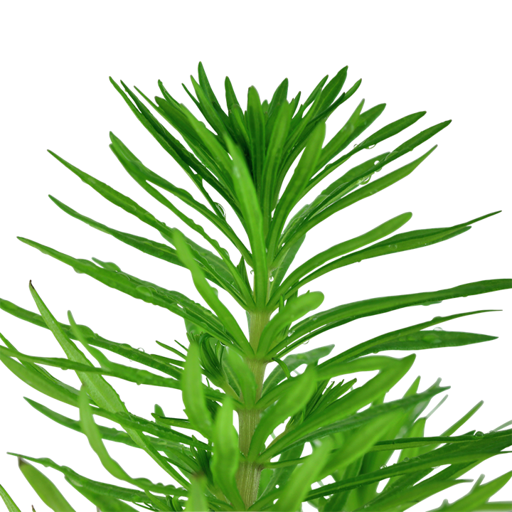 AG | Pogostemon deccanensis or Pogostemon erectus - Pot
