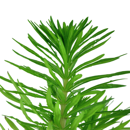 AG | Pogostemon deccanensis or Pogostemon erectus - Pot