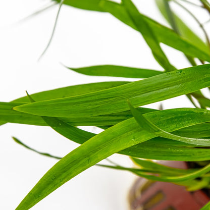 Tropica | Cryptocoryne spiralis 'Red' - Pot