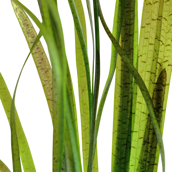 AG | Vallisneria Spiralis 'Tiger' - Pot