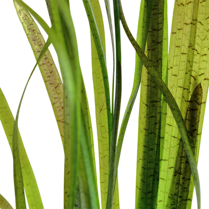 AG | Vallisneria Spiralis 'Tiger' - Pot