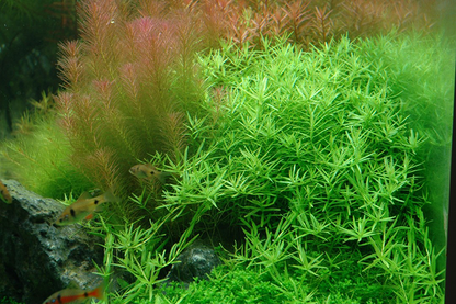 1-2-Grow! Rotala rotundifolia ‘Green’