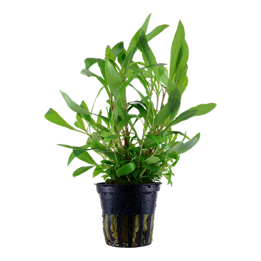 AG | Hygrophila corymbosa 'Siamensis 53B' - Pot in blister package