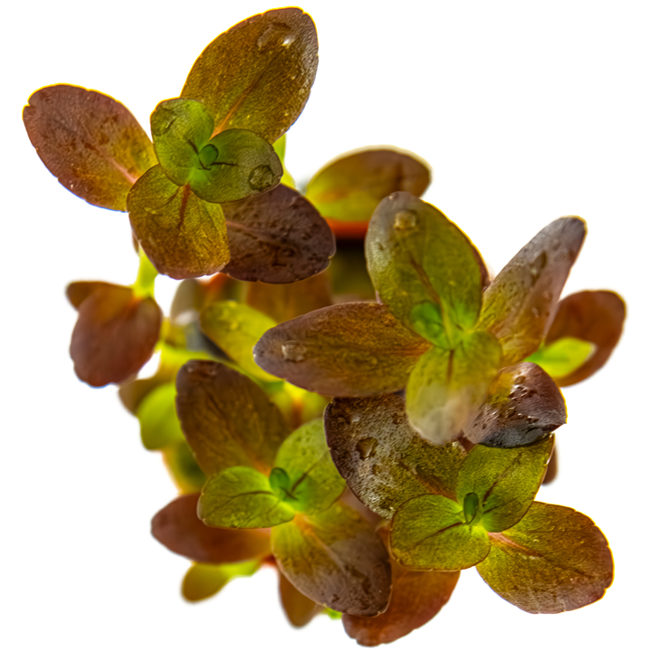 Tropica | Bacopa salzmannii 'Purple' - Pot