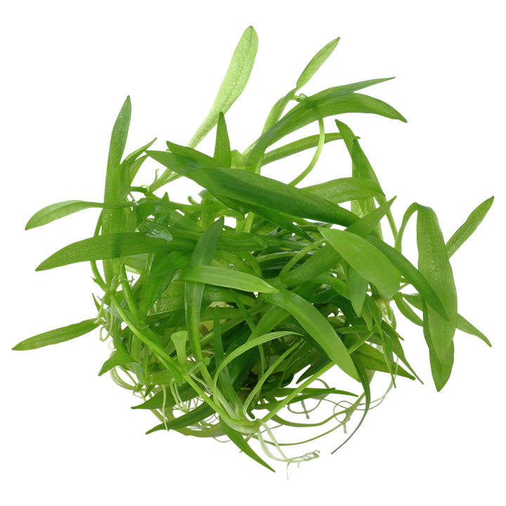 1-2-Grow! Helanthium bolivianum 'Quadricostatus' or Echinodorus 'Quadricostatus'
