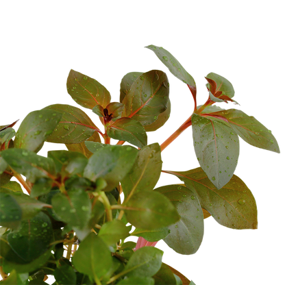 Tropica | Ludwigia repens 'Rubin' - Pot