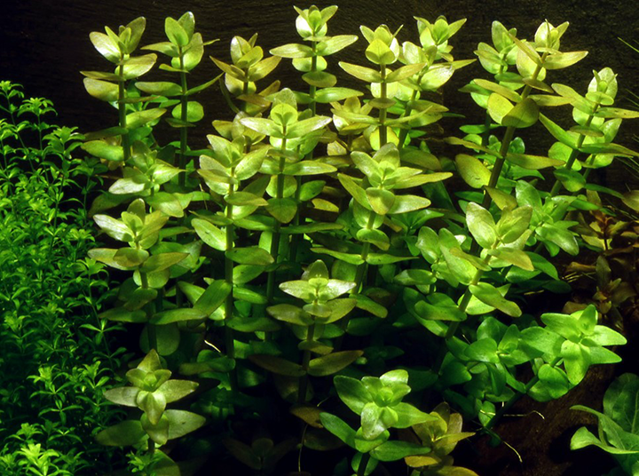 1-2-Grow! Bacopa caroliniana