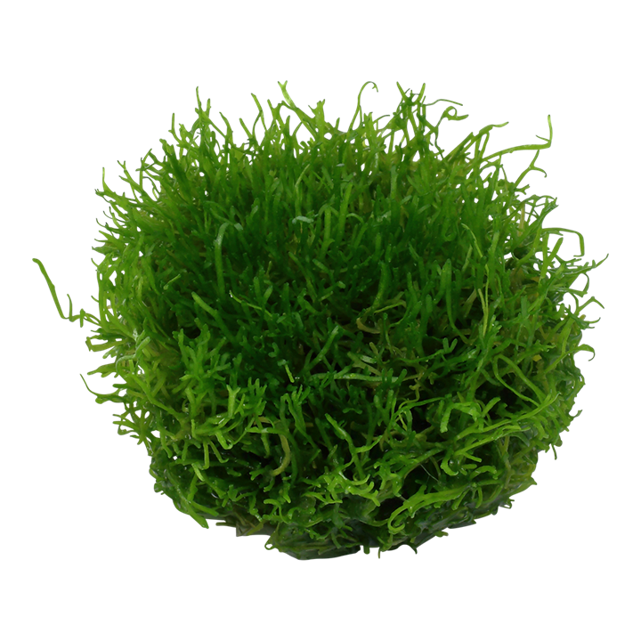 1-2-Grow! Riccia fluitans