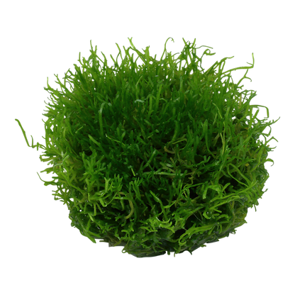 1-2-Grow! Riccia fluitans