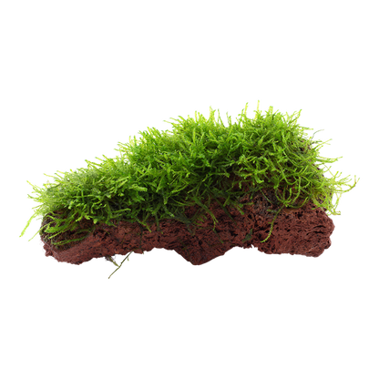 Taxiphyllum barbieri 'Bogor Moss' or 'Java Moss' - on lava stone