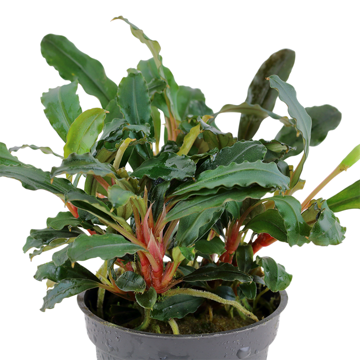 Bucephalandra sp. 'Red' - Pot