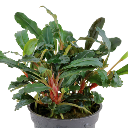 Bucephalandra sp. 'Red' - Pot