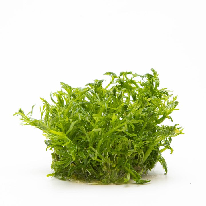 1-2-Grow! Limnophila aquatica