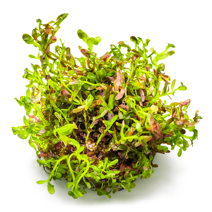 1-2-Grow! Rotala rotundifolia 'Blood Red'