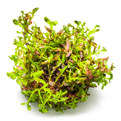 1-2-Grow! Rotala rotundifolia 'Blood Red'