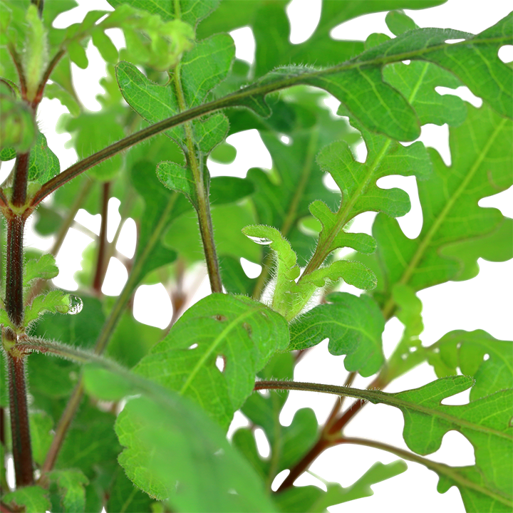 Hygrophila pinnatifida - Pot