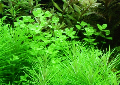 Tropica | Micranthemum umbrosum - Pot