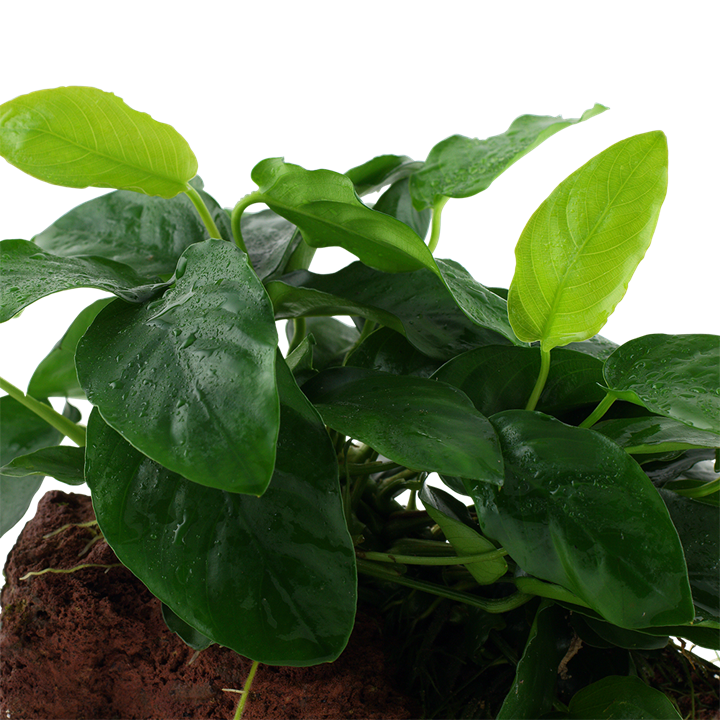 Anubias barteri var. nana - on lava stone