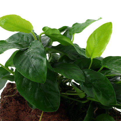 Anubias barteri var. nana - on lava stone