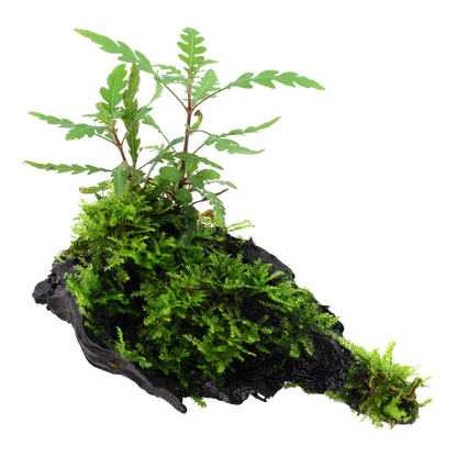 Hygrophila pinnatifida and moss - on wood