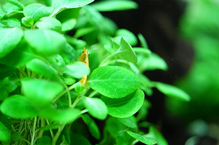 1-2-Grow! Lobelia cardinalis 'Mini'