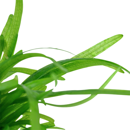 1-2-Grow! Sagittaria subulata