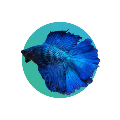 Halfmoon betta male (fighter fish)