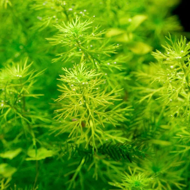 AG | Myriophyllum elatinoides - Pot