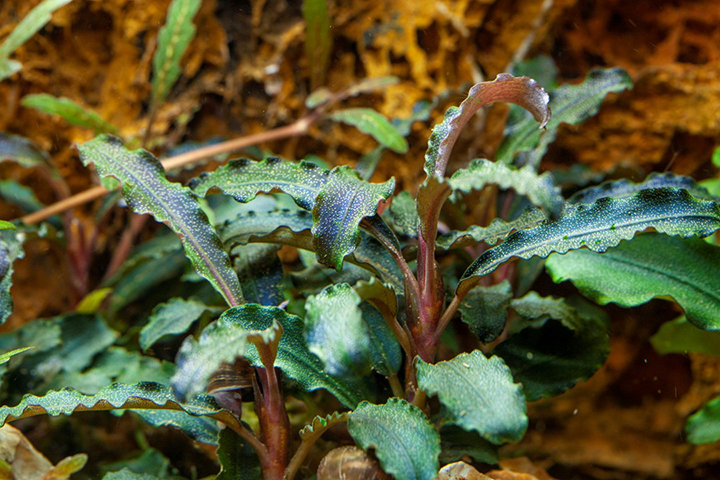 Bucephalandra ‘Kedagang’ - Pot