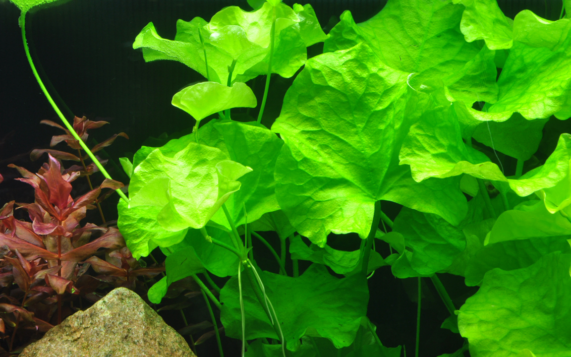 Tropica | Nymphoides hydrophylla 'Taiwan' - Pot
