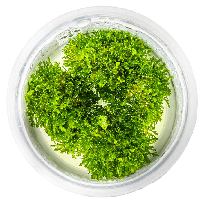 1-2-Grow! Riccardia chamedryfolia