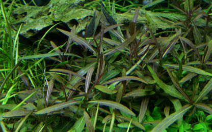 1-2-Grow! Hygrophila lancea 'Araguaia'