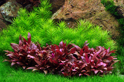 AG | Pogostemon deccanensis or Pogostemon erectus - Pot