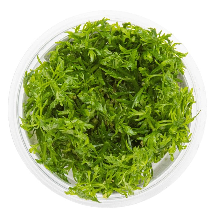 1-2-Grow! Limnophila aquatica