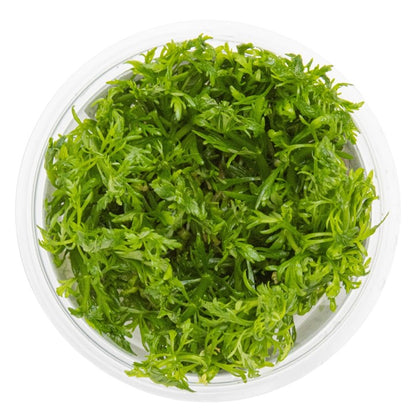 1-2-Grow! Limnophila aquatica