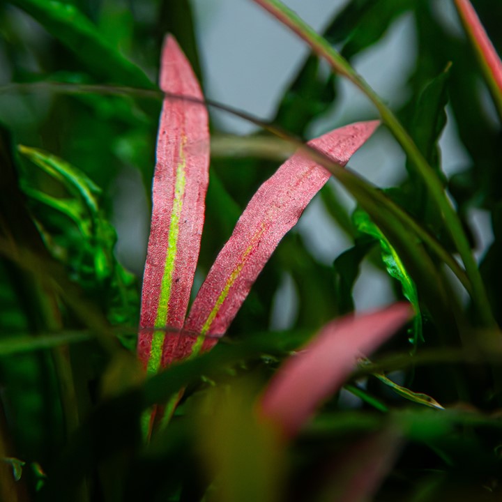 Tropica | Cryptocoryne spiralis 'Red' - Pot