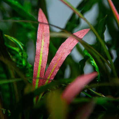 Tropica | Cryptocoryne spiralis 'Red' - Pot