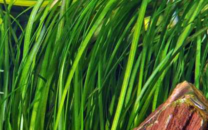AG | Vallisneria Spiralis 'Tiger' - Pot